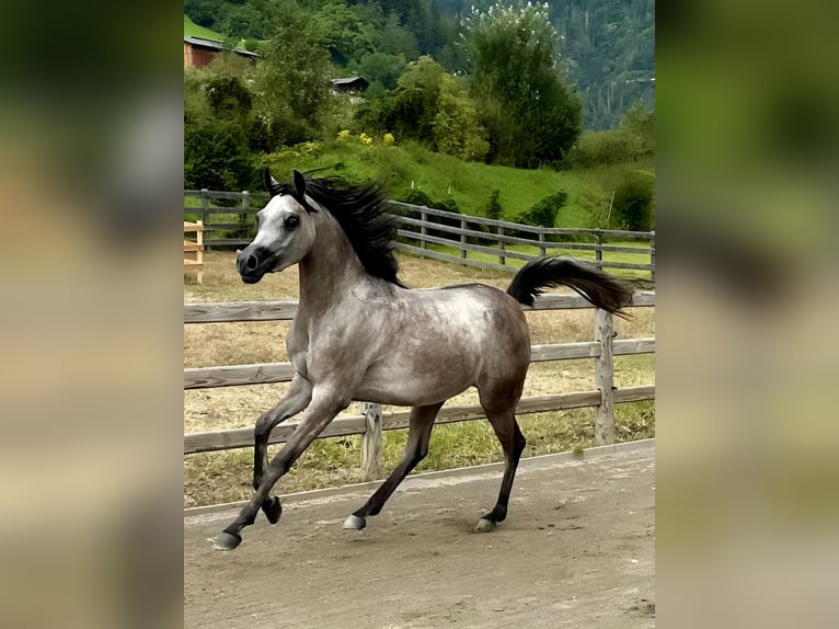 Arabiskt fullblod Sto 2 år 148 cm Grå in Gunzenhausen