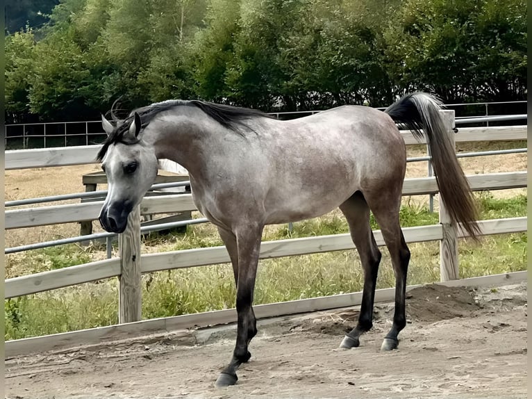 Arabiskt fullblod Sto 2 år 148 cm Grå in Gunzenhausen