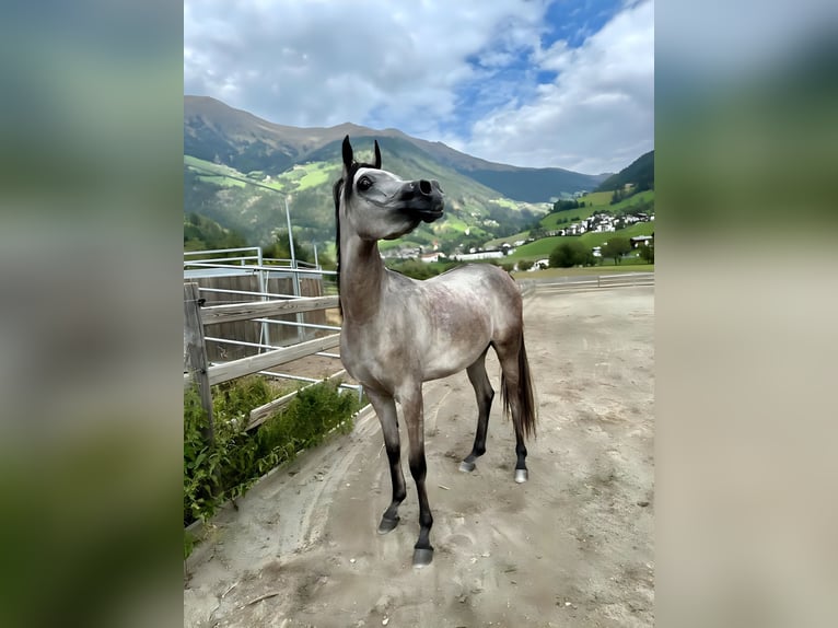 Arabiskt fullblod Sto 2 år 148 cm Grå in San Leonardo In Passiria