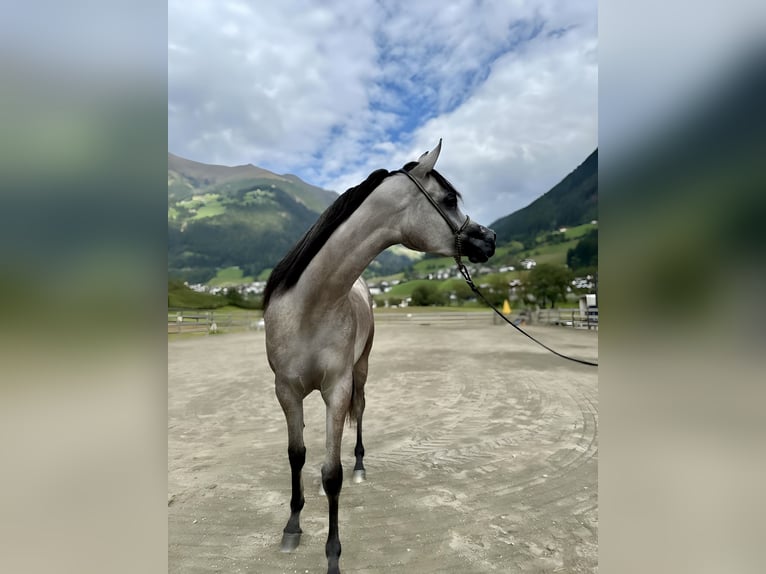 Arabiskt fullblod Sto 2 år 148 cm Grå in San Leonardo In Passiria