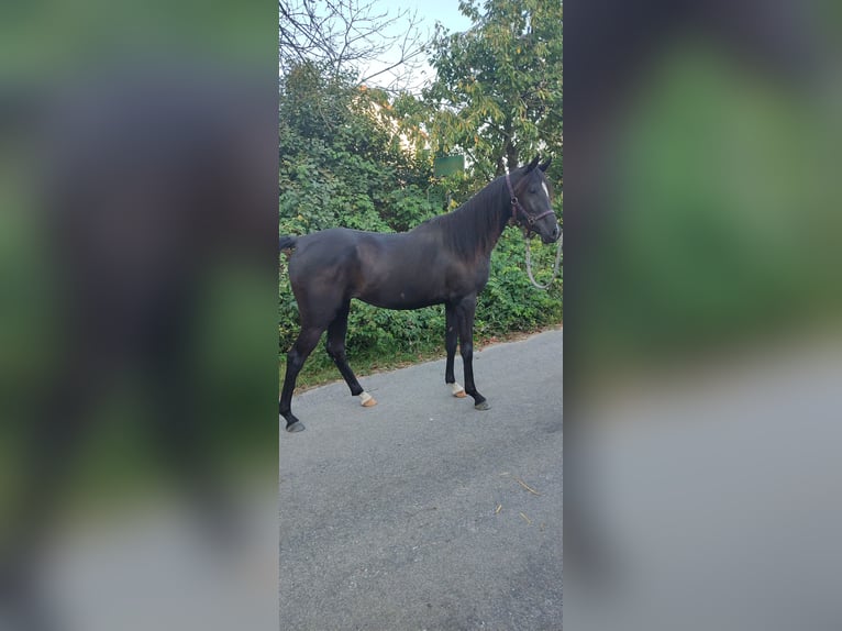 Arabiskt fullblod Sto 2 år 149 cm Svart in Obertaufkirchen