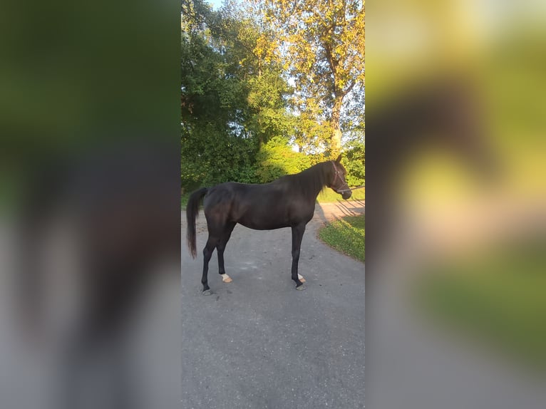 Arabiskt fullblod Sto 2 år 149 cm Svart in Obertaufkirchen