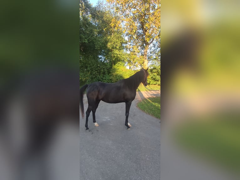 Arabiskt fullblod Sto 2 år 149 cm Svart in Obertaufkirchen