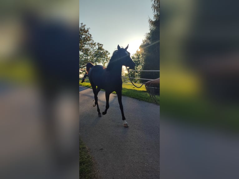 Arabiskt fullblod Sto 2 år 149 cm Svart in Obertaufkirchen