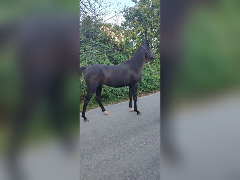 Arabiskt fullblod Sto 2 år 149 cm Svart in Obertaufkirchen