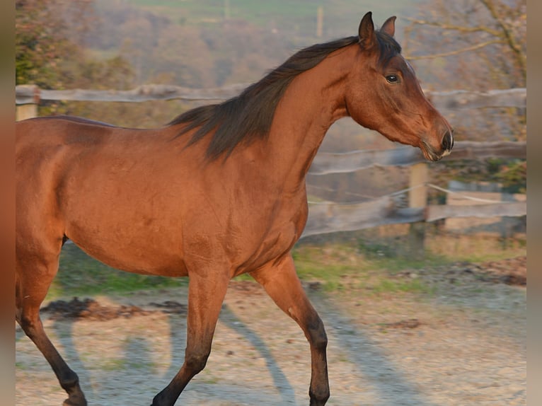 Arabiskt fullblod Sto 2 år 150 cm Brun in Koprivnica