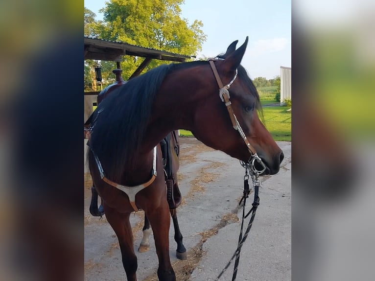 Arabiskt fullblod Sto 2 år 152 cm Brun in Alexandria, MN