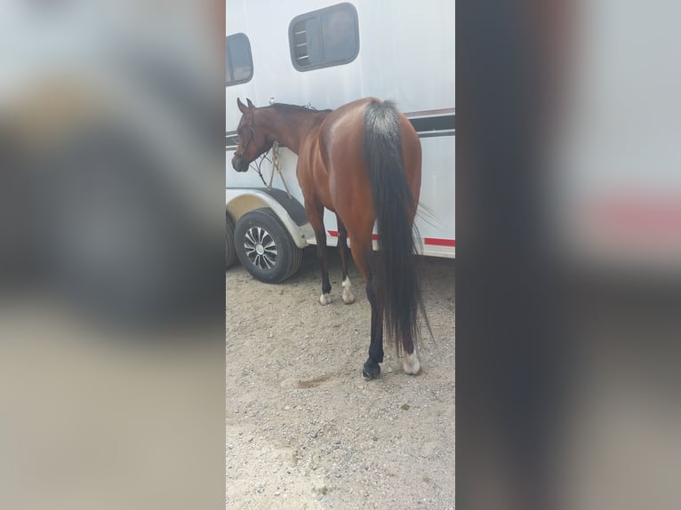 Arabiskt fullblod Sto 2 år 152 cm Brun in Alexandria, MN