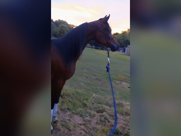 Arabiskt fullblod Sto 2 år 152 cm Brun in Alexandria, MN