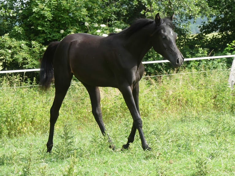 Arabiskt fullblod Sto 2 år 153 cm Svart in Herzberg am Harz