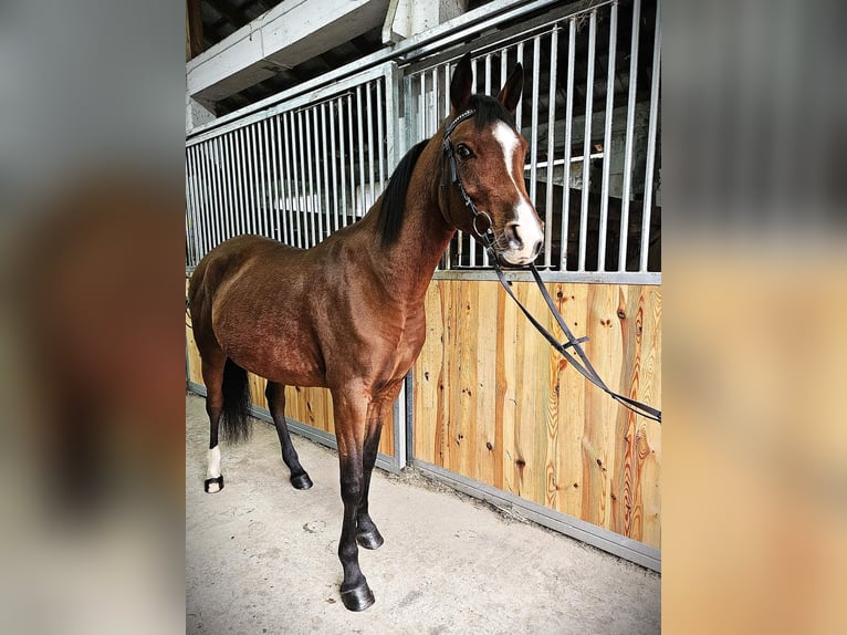 Arabiskt fullblod Sto 3 år 145 cm Brun in Mokrzyska