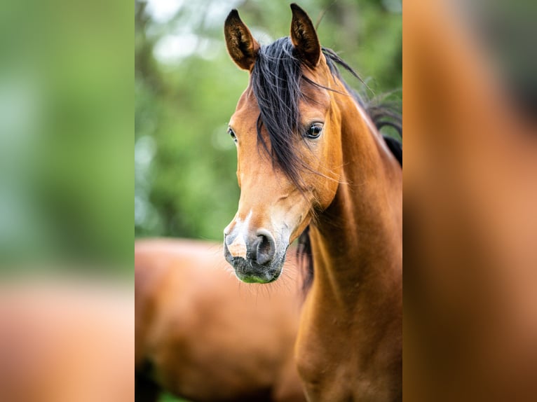 Arabiskt fullblod Sto 3 år 152 cm Brun in Herzberg am Harz