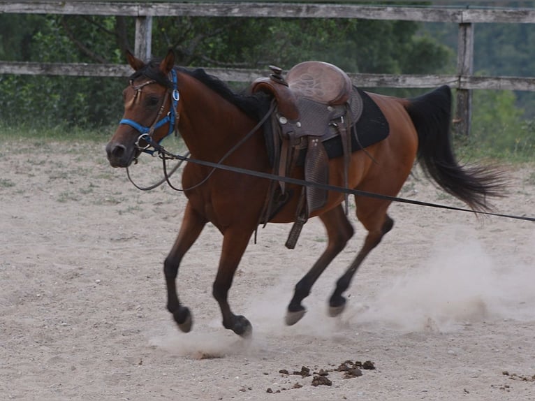 Arabiskt fullblod Sto 3 år 152 cm Brun in KOPRIVNICA