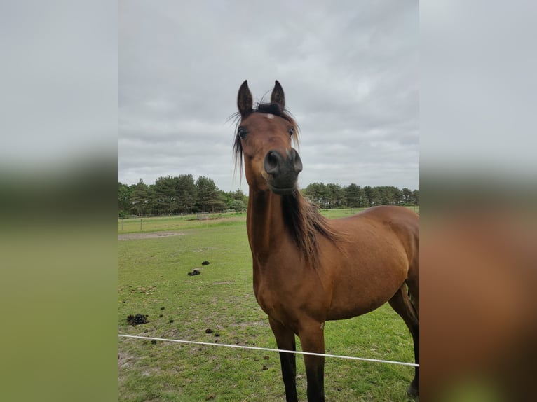 Arabiskt fullblod Sto 3 år 155 cm Mörkbrun in Hollum