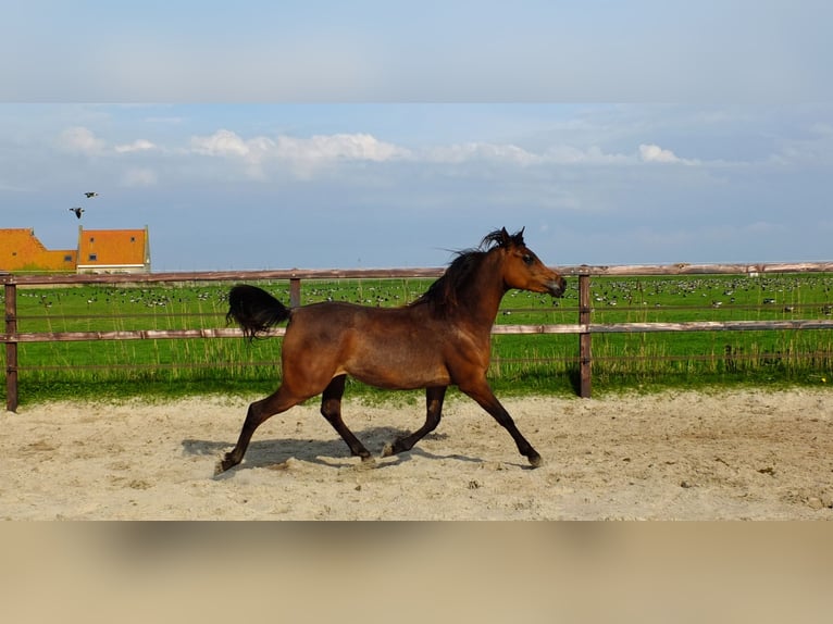 Arabiskt fullblod Sto 3 år 155 cm Mörkbrun in Hollum