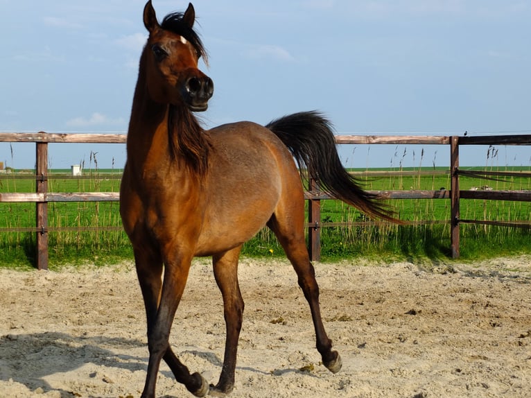 Arabiskt fullblod Sto 3 år 155 cm Mörkbrun in Hollum