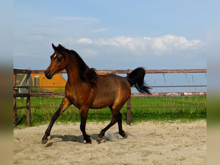 Arabiskt fullblod Sto 3 år 155 cm Mörkbrun in Hollum