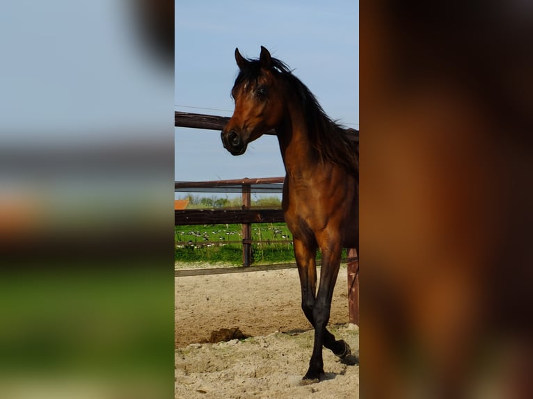 Arabiskt fullblod Sto 3 år 155 cm Mörkbrun in Hollum