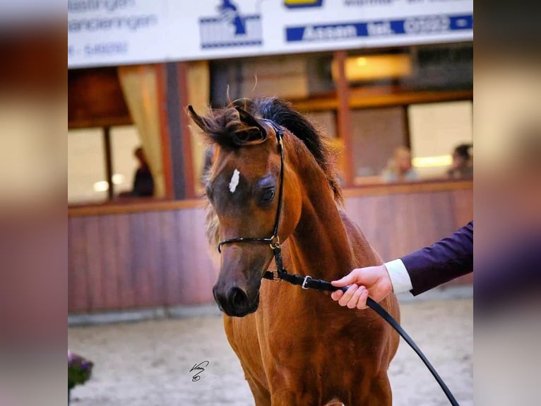 Arabiskt fullblod Sto 3 år 155 cm Mörkbrun in Hollum