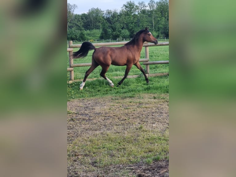 Arabiskt fullblod Sto 3 år Mörkbrun in Cours les barres