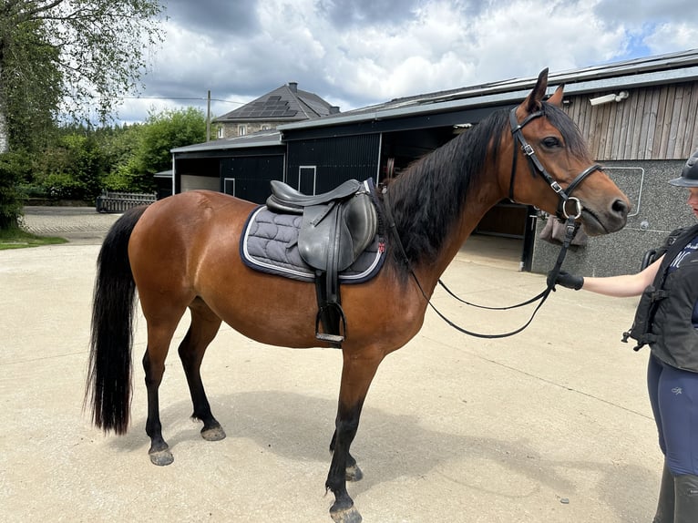 Arabiskt fullblod Sto 4 år 144 cm Brun in Chairière