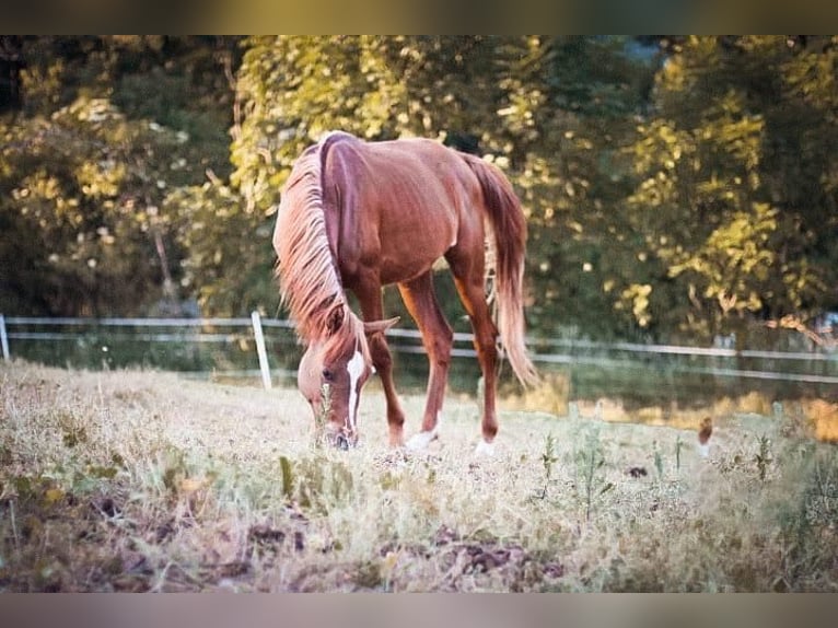 Arabiskt fullblod Sto 4 år 148 cm Kan vara vit in Rieden