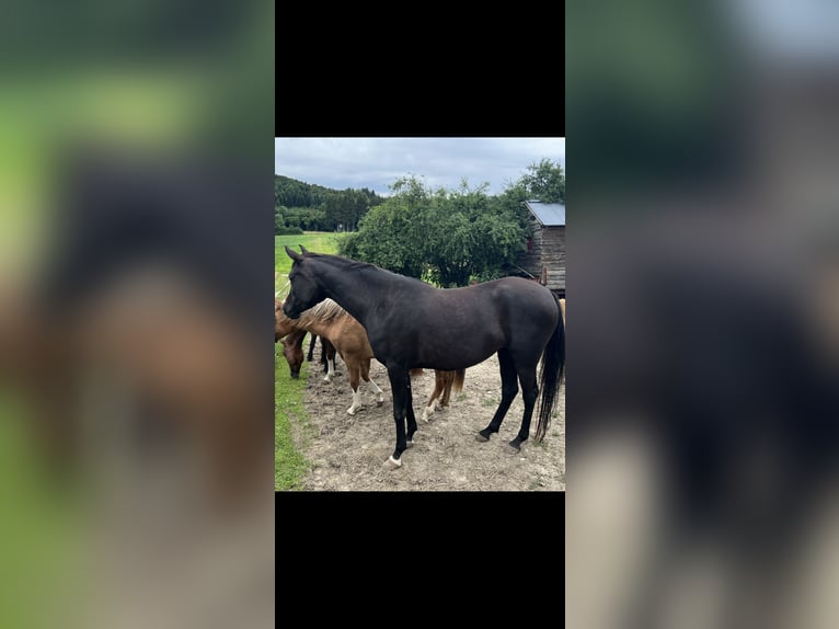 Arabiskt fullblod Sto 4 år 150 cm Svart in Mengen