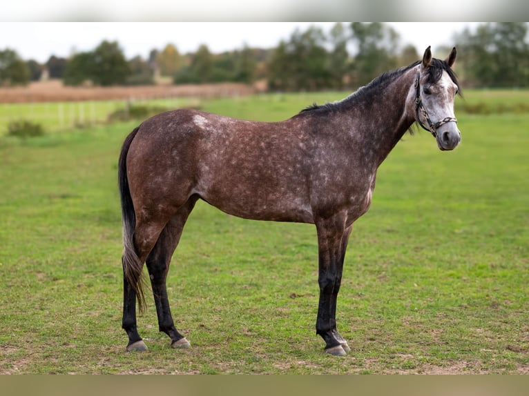 Arabiskt fullblod Sto 4 år 153 cm Grå in Kobiele Wielkie