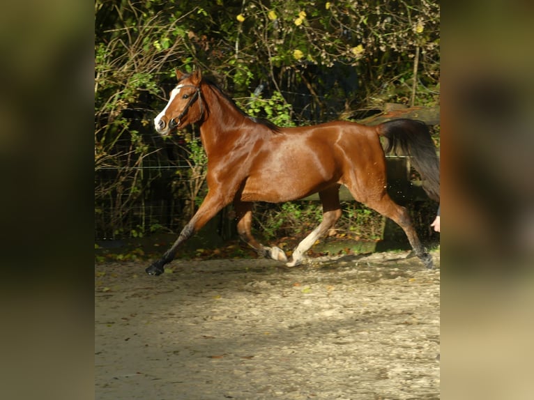 Arabiskt fullblod Sto 4 år 154 cm Brun in Radevormwald