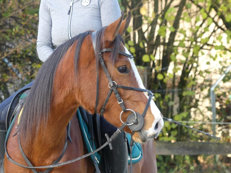 Arabiskt fullblod Sto 4 år 154 cm Brun in Radevormwald