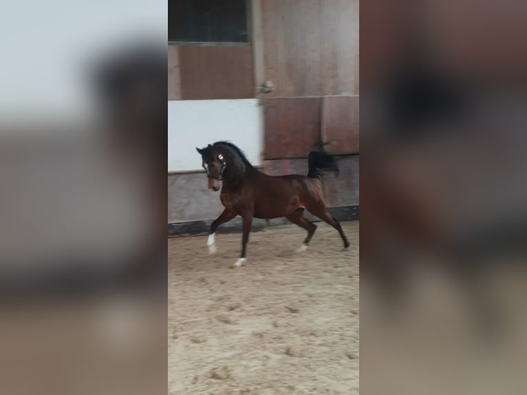 Arabiskt fullblod Sto 4 år 159 cm Brun in Ustersbach