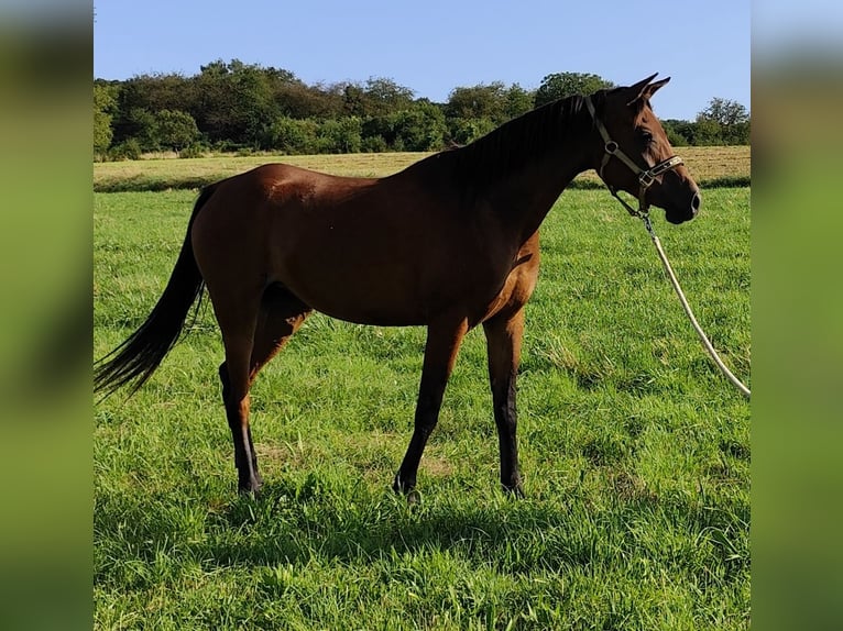 Arabiskt fullblod Sto 6 år 152 cm Brun in Gersheim