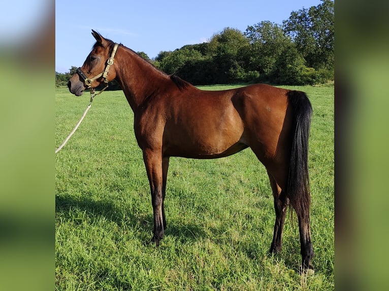 Arabiskt fullblod Sto 6 år 152 cm Brun in Gersheim