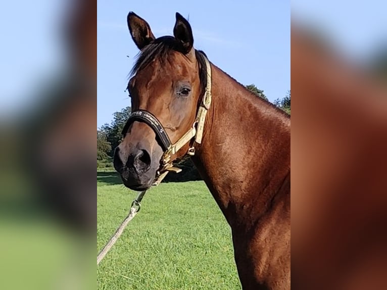 Arabiskt fullblod Sto 6 år 152 cm Brun in Gersheim