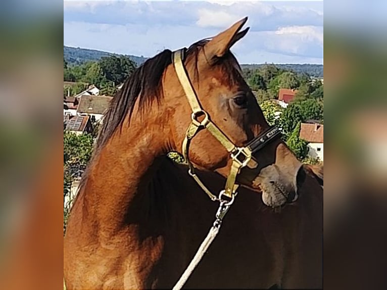 Arabiskt fullblod Sto 6 år 152 cm Brun in Gersheim