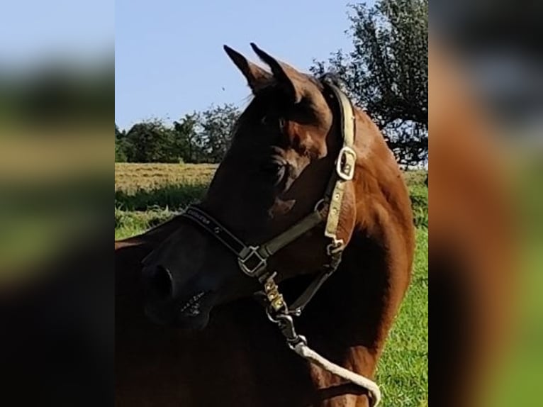 Arabiskt fullblod Sto 6 år 152 cm Brun in Gersheim