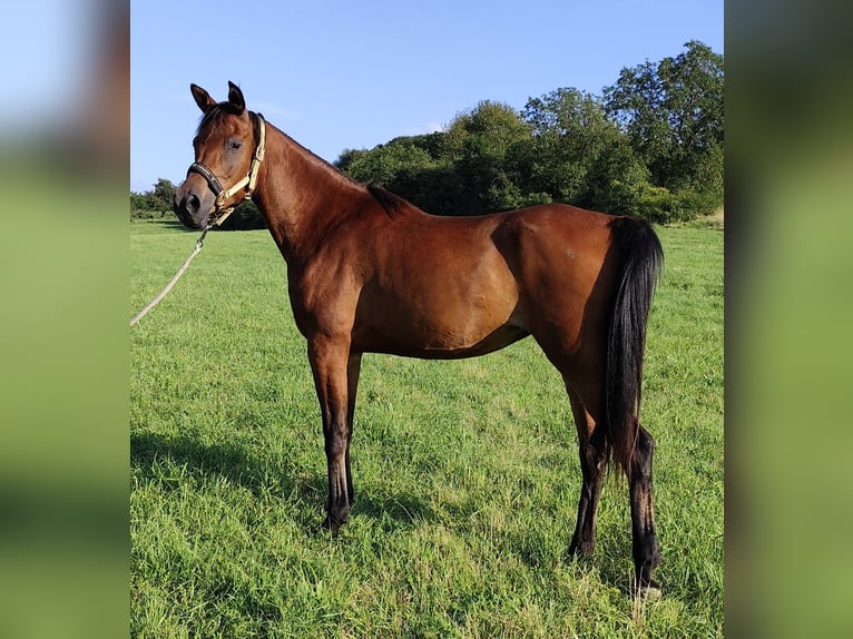 Arabiskt fullblod Sto 6 år 152 cm Brun in Gersheim