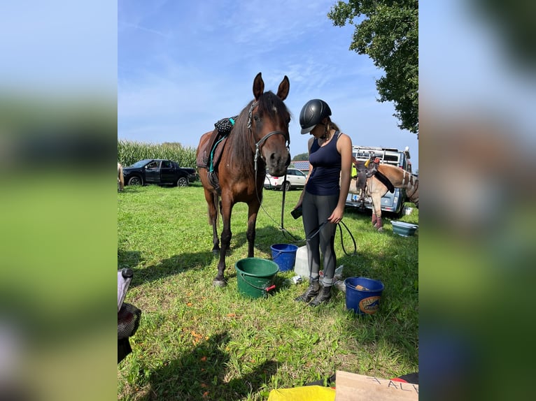 Arabiskt fullblod Sto 6 år 153 cm Brun in Wangerland