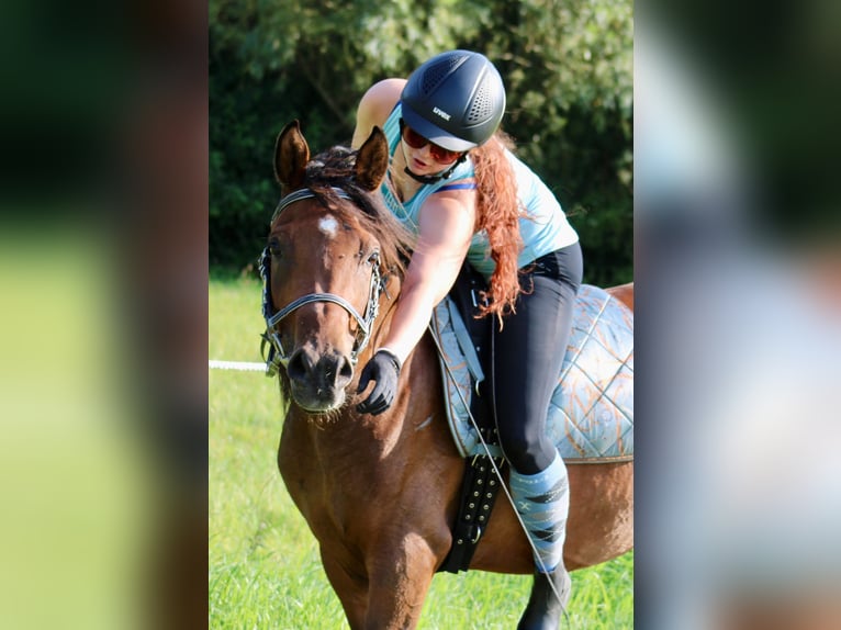 Arabiskt fullblod Sto 6 år 153 cm Brun in Wangerland