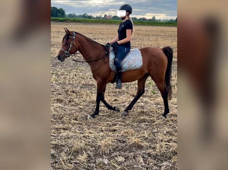 Arabiskt fullblod Sto 6 år 153 cm Brun in Wangerland