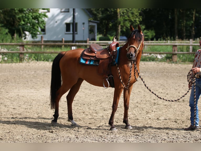 Arabiskt fullblod Sto 6 år 154 cm Brun in Geseke