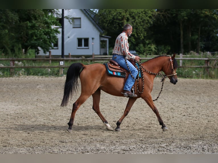 Arabiskt fullblod Sto 6 år 154 cm Brun in Geseke