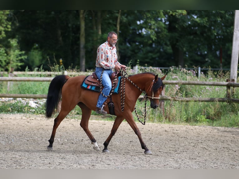 Arabiskt fullblod Sto 6 år 154 cm Brun in Geseke