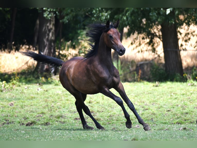 Arabiskt fullblod Sto 6 år 155 cm Mörkbrun in Bełżyce