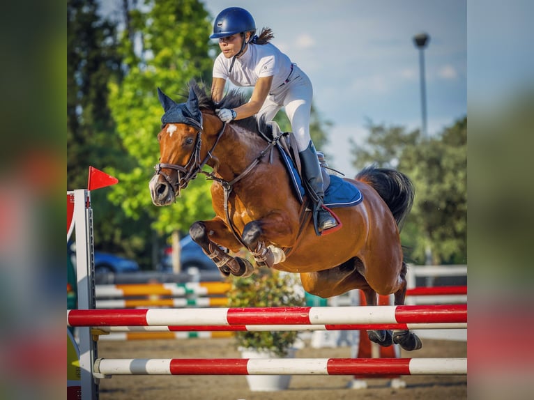 Arabiskt fullblod Sto 7 år 146 cm Brun in Brunete