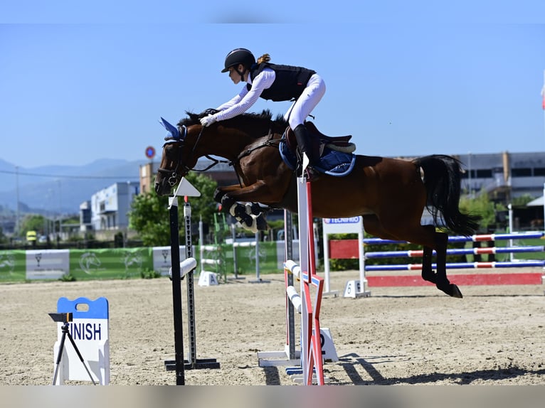 Arabiskt fullblod Sto 7 år 146 cm Brun in Brunete