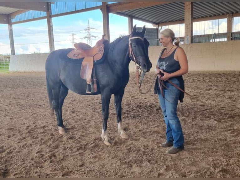 Arabiskt fullblod Sto 7 år 152 cm Svart in Hochborn