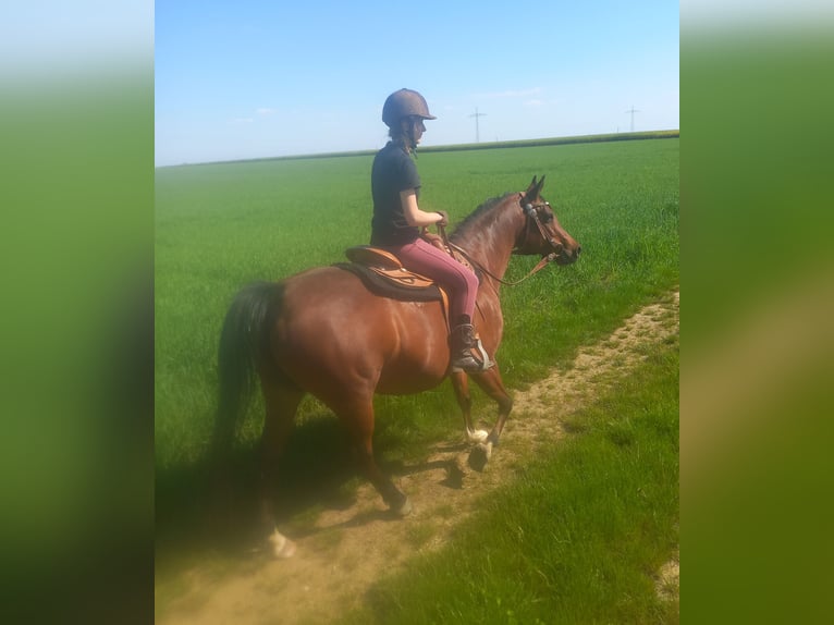 Arabiskt fullblod Sto 7 år 152 cm Svart in Hochborn