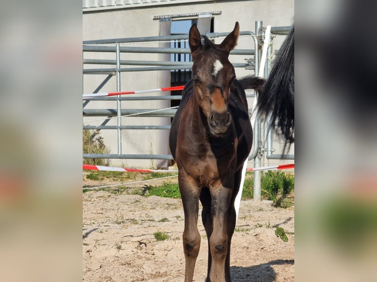 Arabiskt fullblod Sto 7 år 152 cm Svart in Hochborn