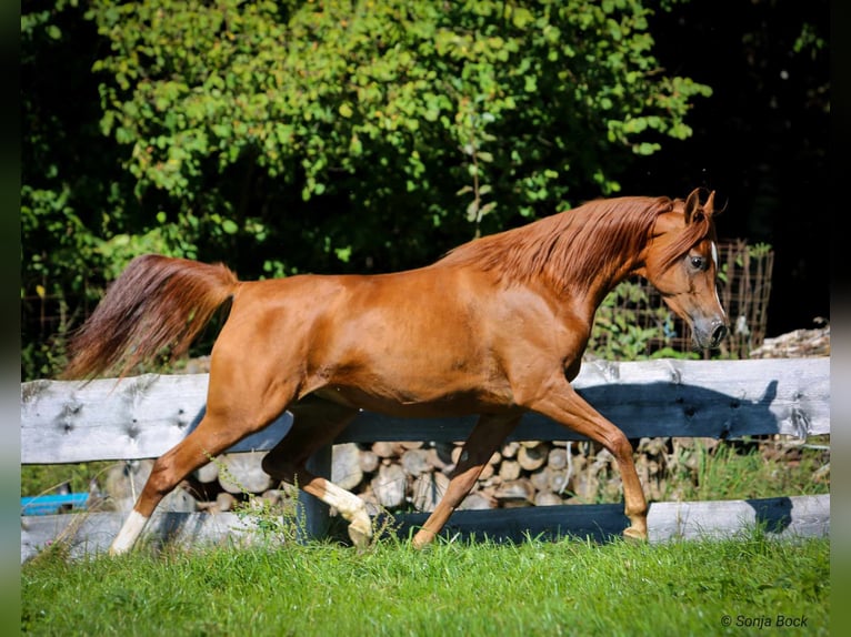 Arabiskt fullblod Sto 7 år 155 cm fux in Moosbach